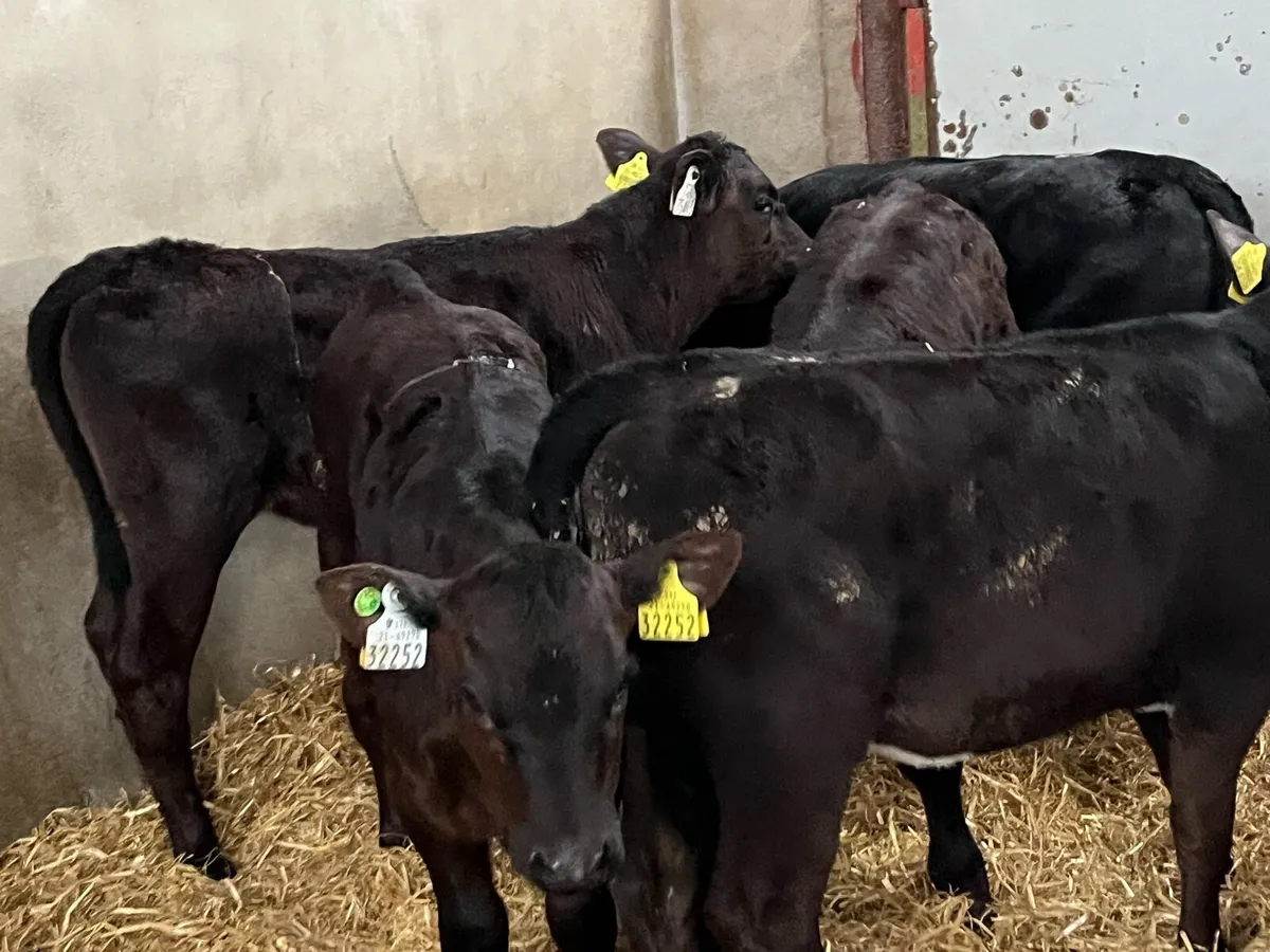SERIOUS AA HEIFER RUNNERS - Image 3