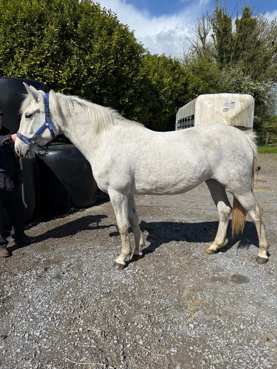 Four year old Connemara mare - Image 1