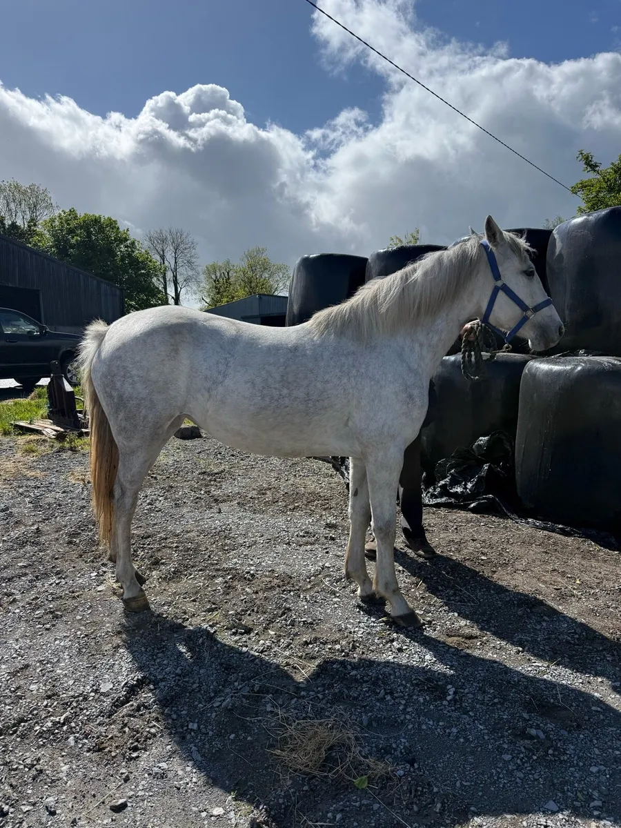 Four year old Connemara mare - Image 2