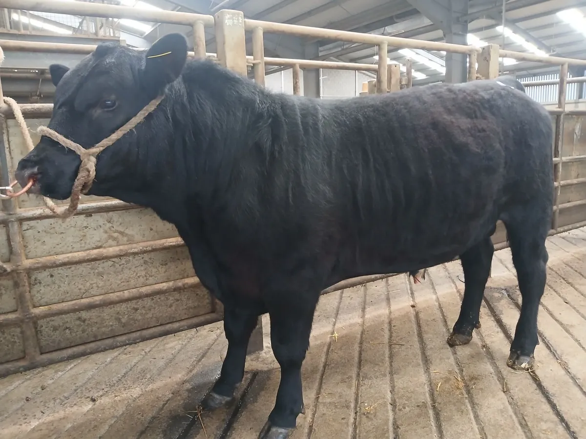 Aberdeen AngusBull - Image 1