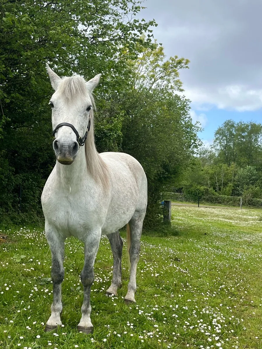 Connemara mare for sale - Image 1