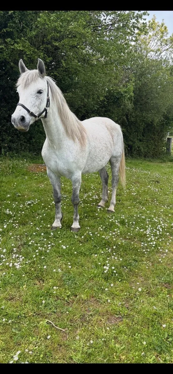 Connemara mare for sale - Image 2