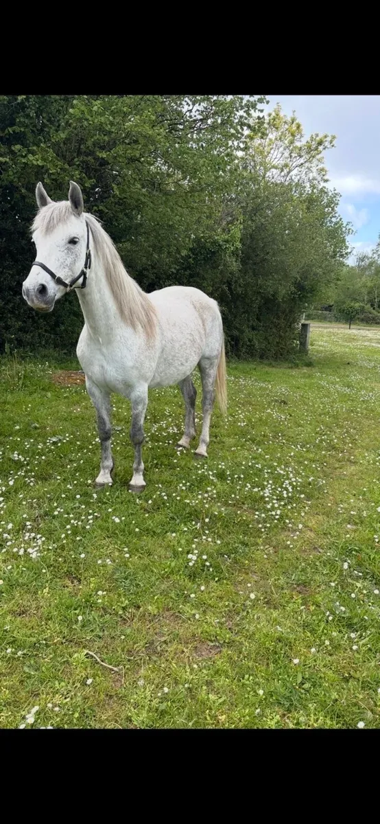 Connemara mare for sale - Image 3
