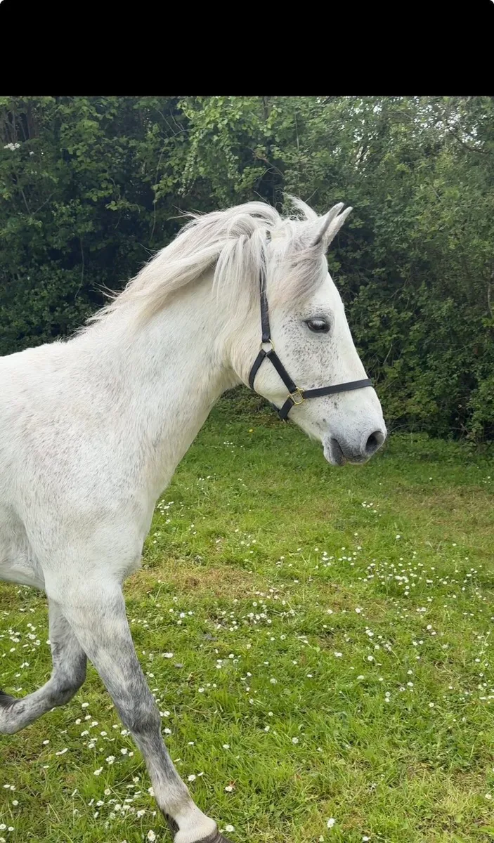 Connemara mare for sale - Image 4