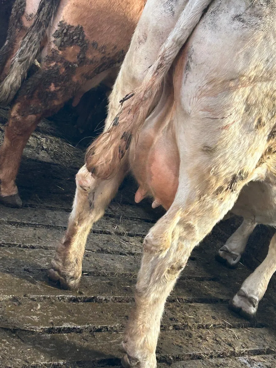 Foster Cow - Image 1