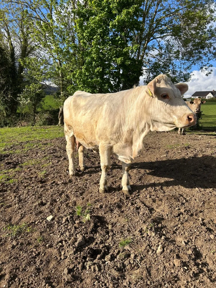 Foster Cow - Image 2