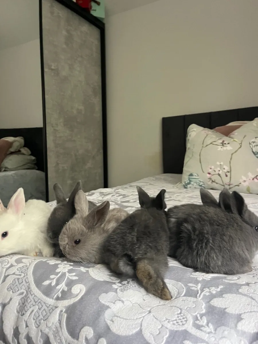 Baby rabbits - Image 2