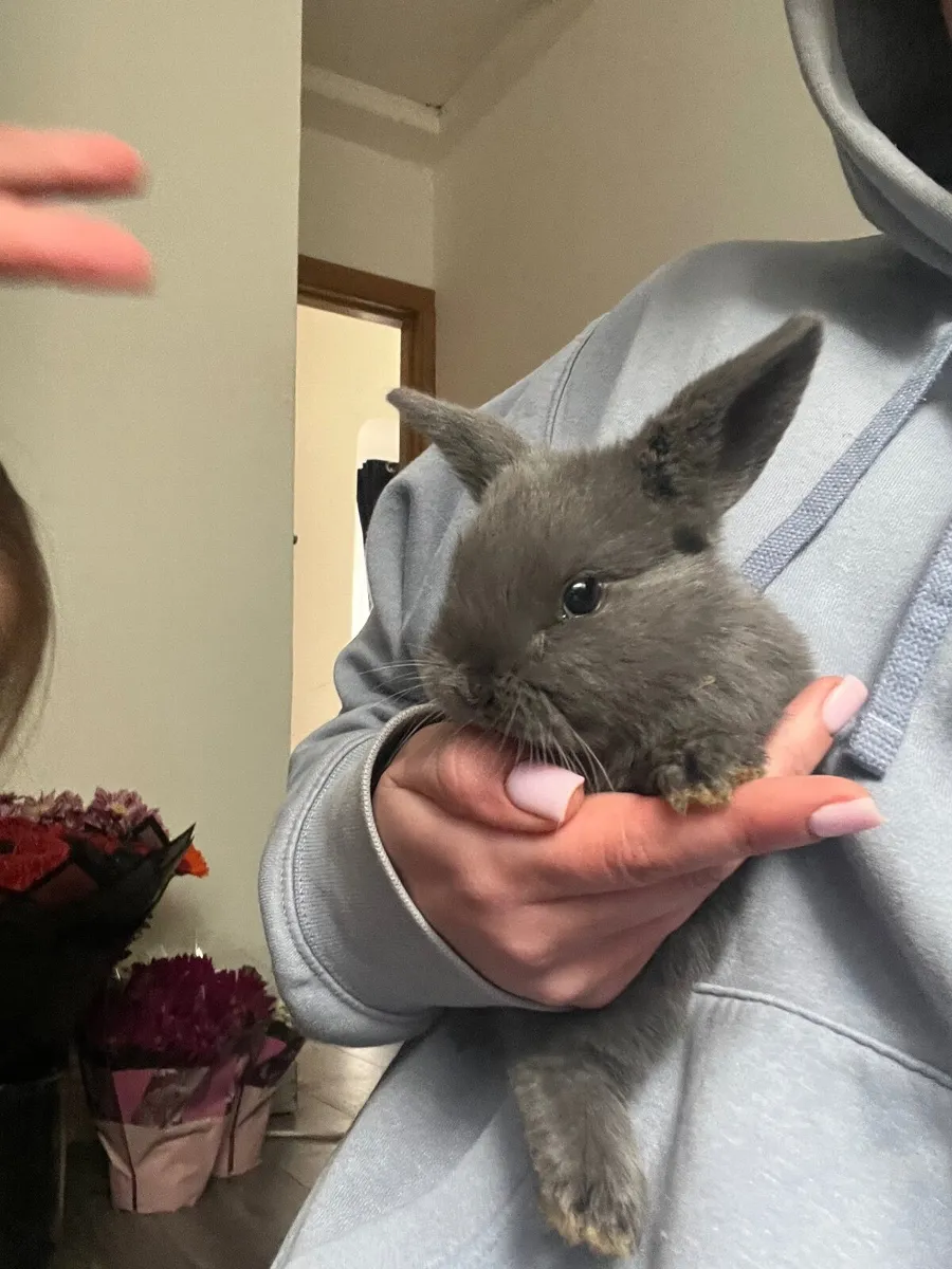 Baby rabbits - Image 3