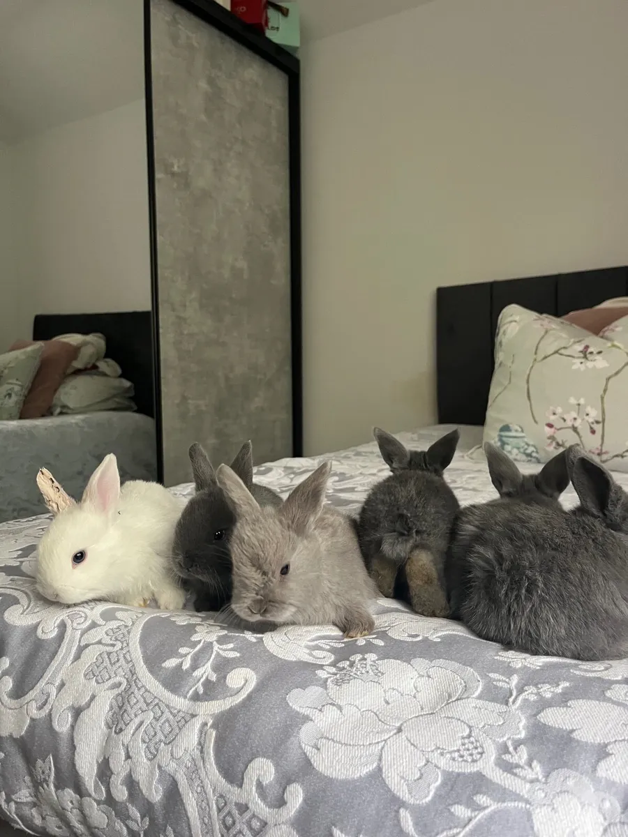 Baby rabbits - Image 4