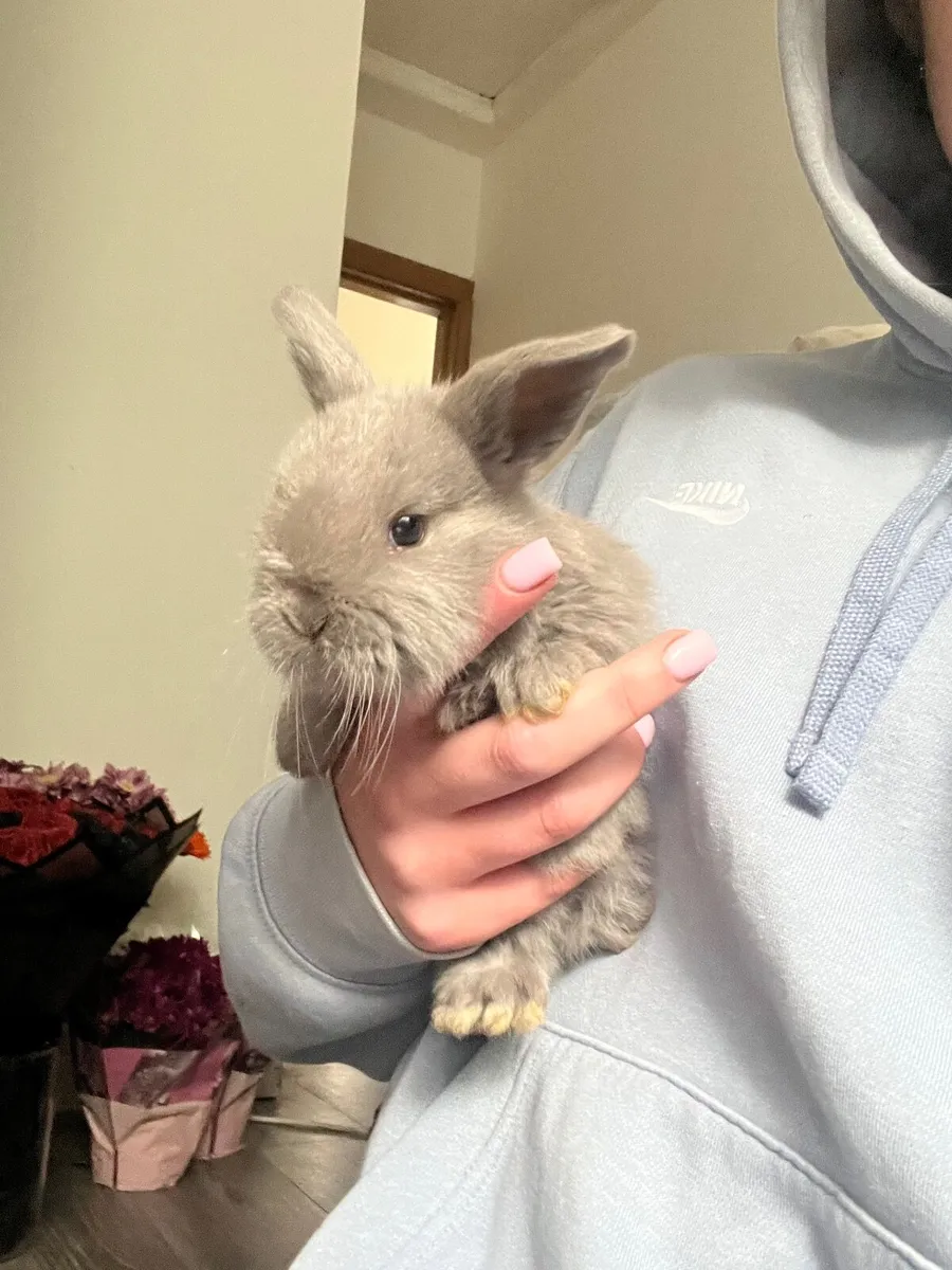 Baby rabbits - Image 1