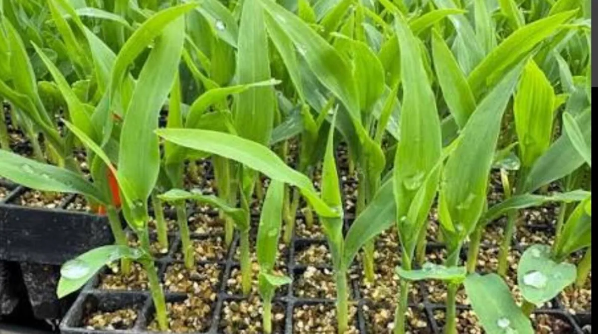 Mini Sweetcorn Starter Plants - Image 1