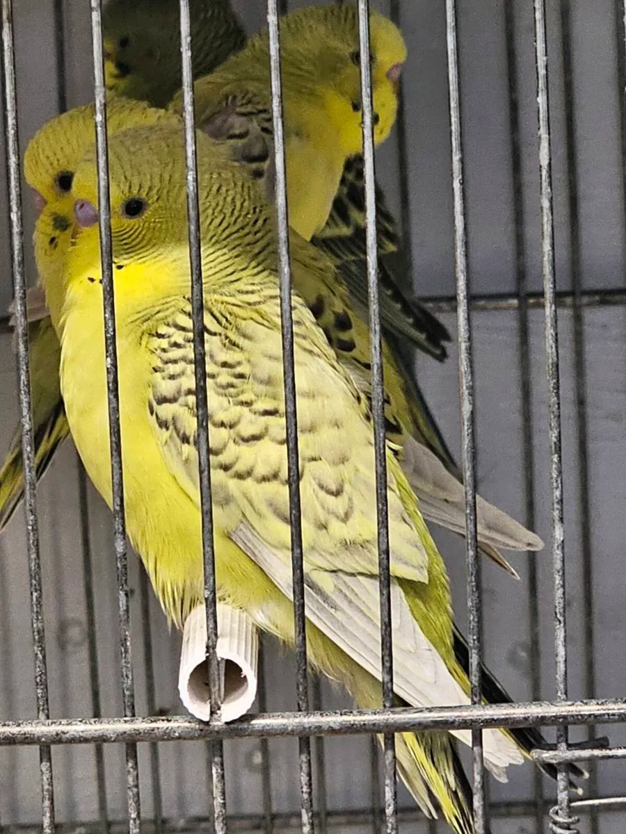 Birds - Image 1