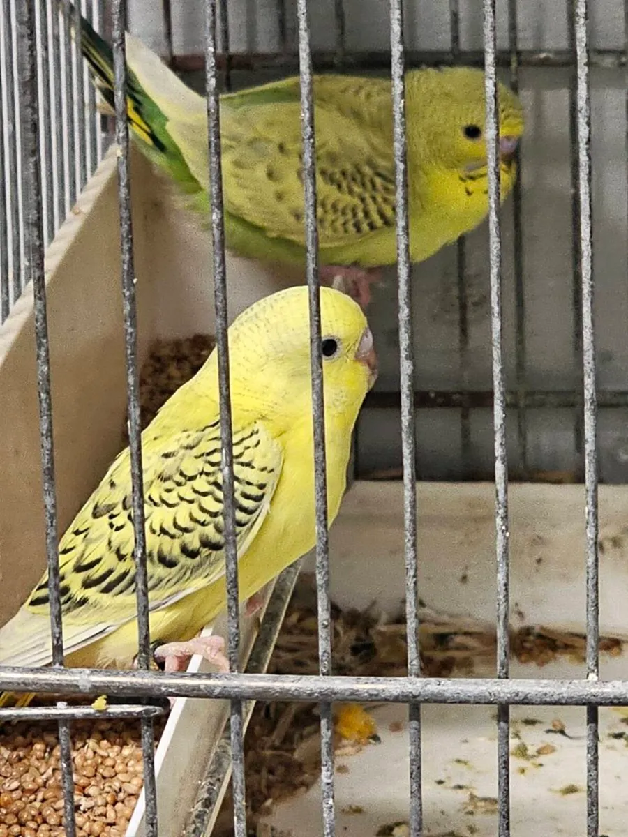 Birds - Image 2