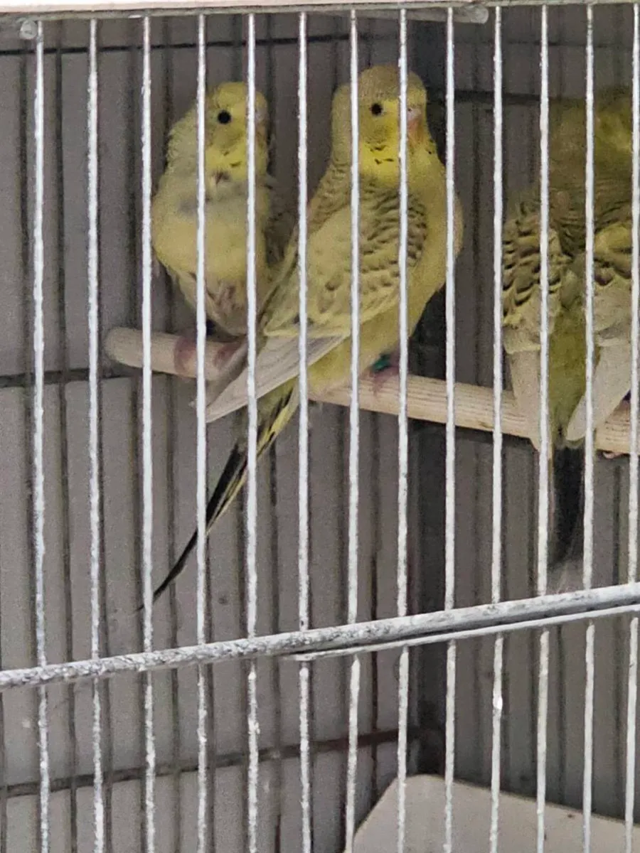 Birds - Image 3
