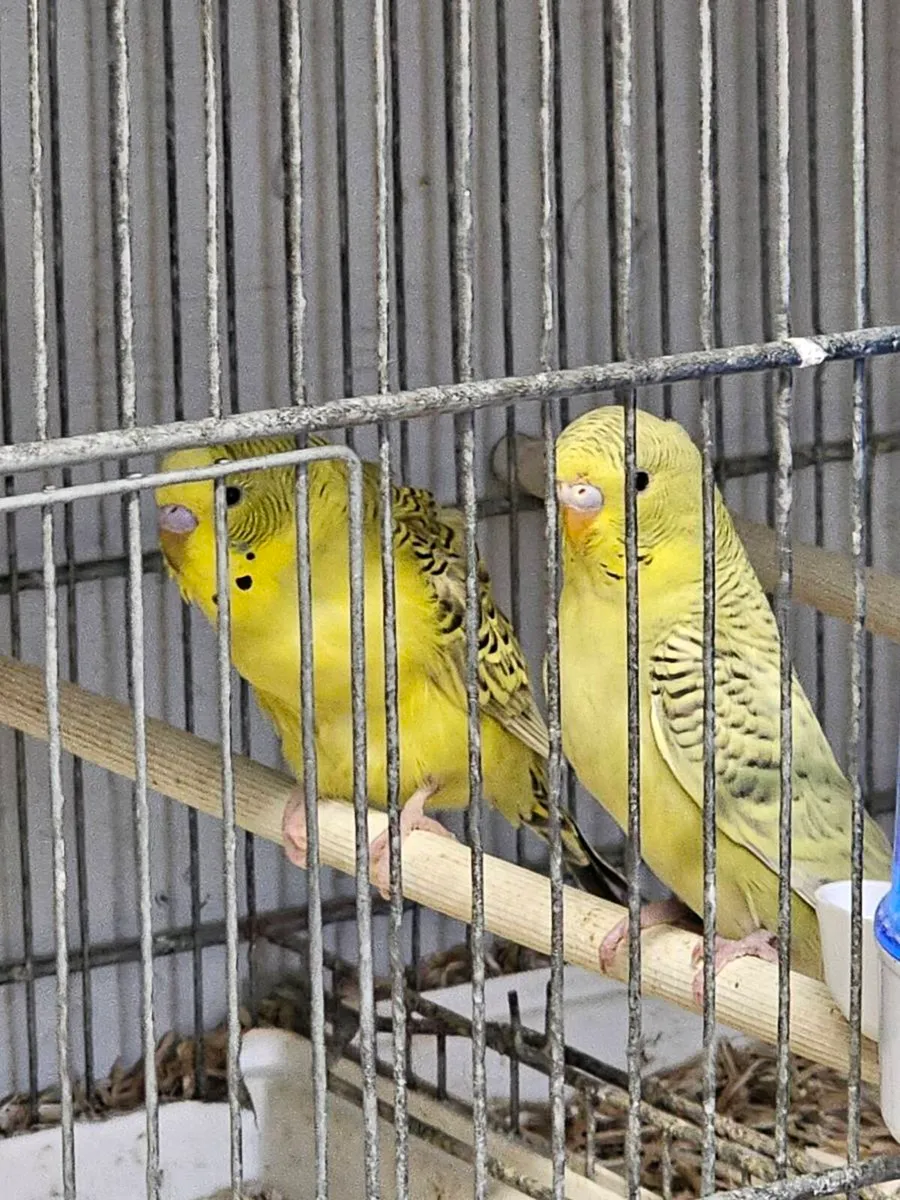 Birds - Image 4