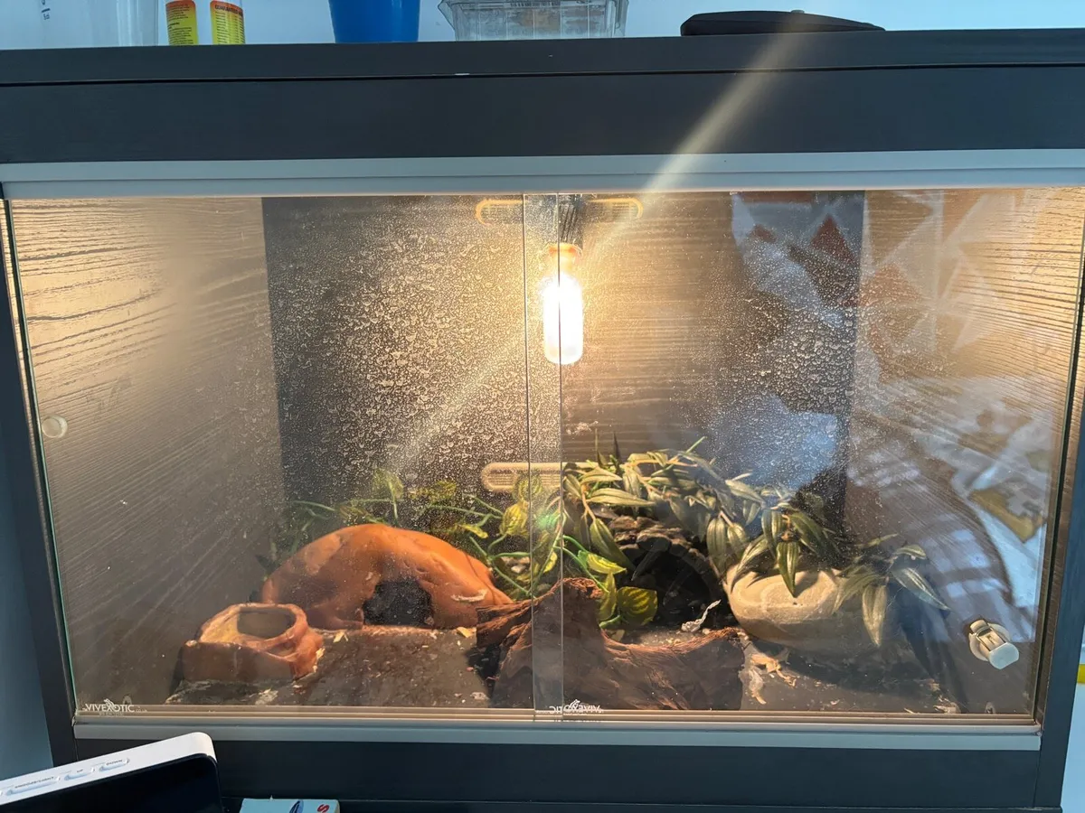 Leopard Gecko & Enclosure - Image 2
