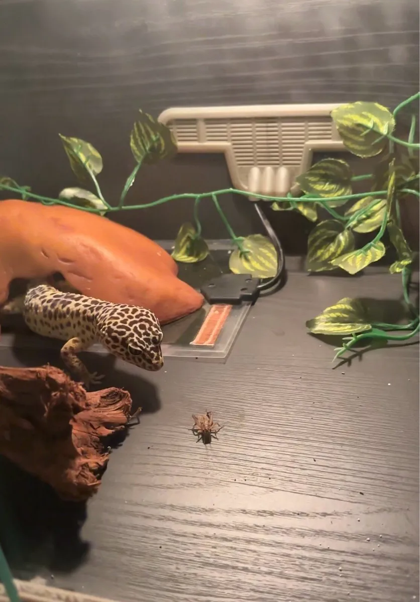 Leopard Gecko & Enclosure - Image 3