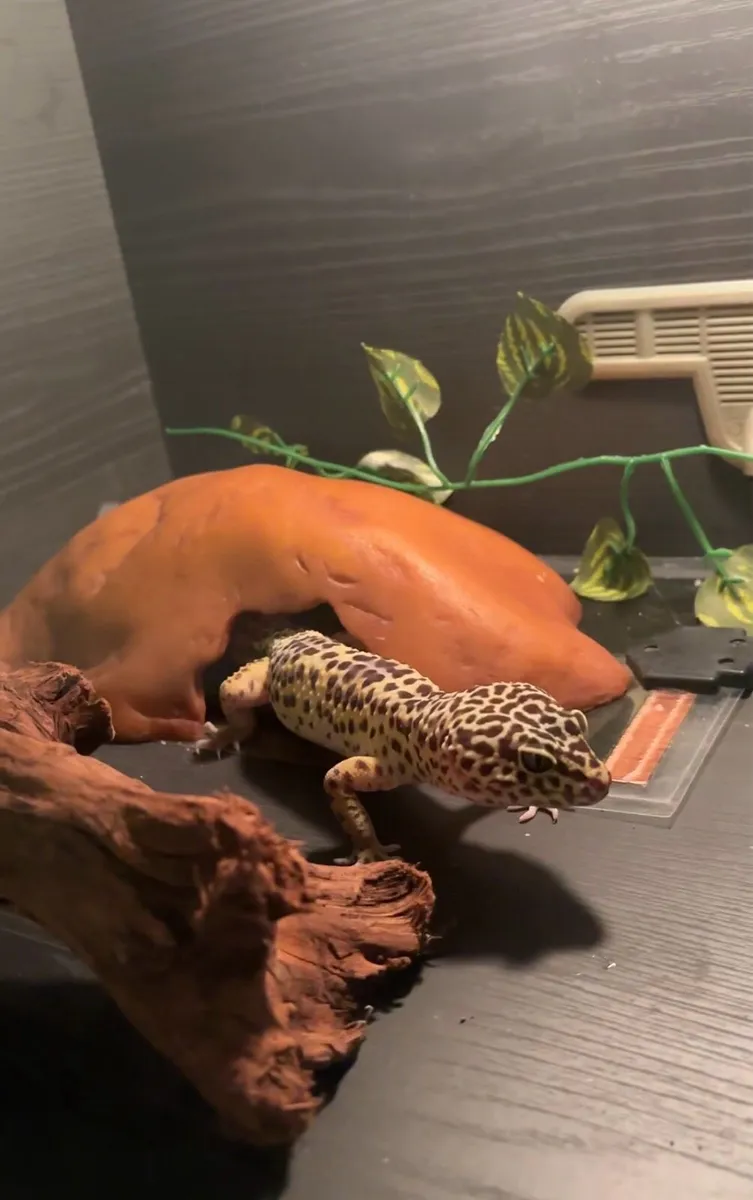 Leopard Gecko & Enclosure - Image 1