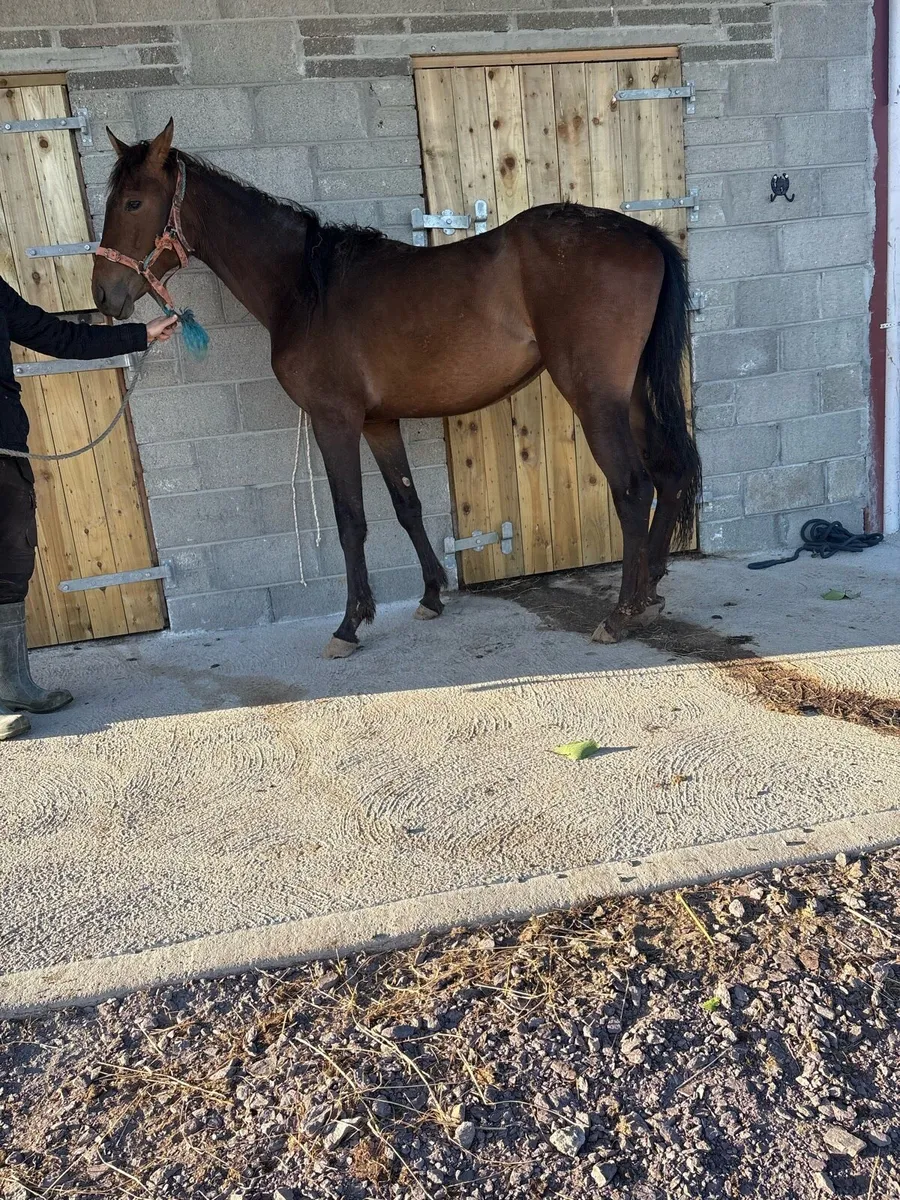 Event X TB 2 year old mare forsale - Image 1