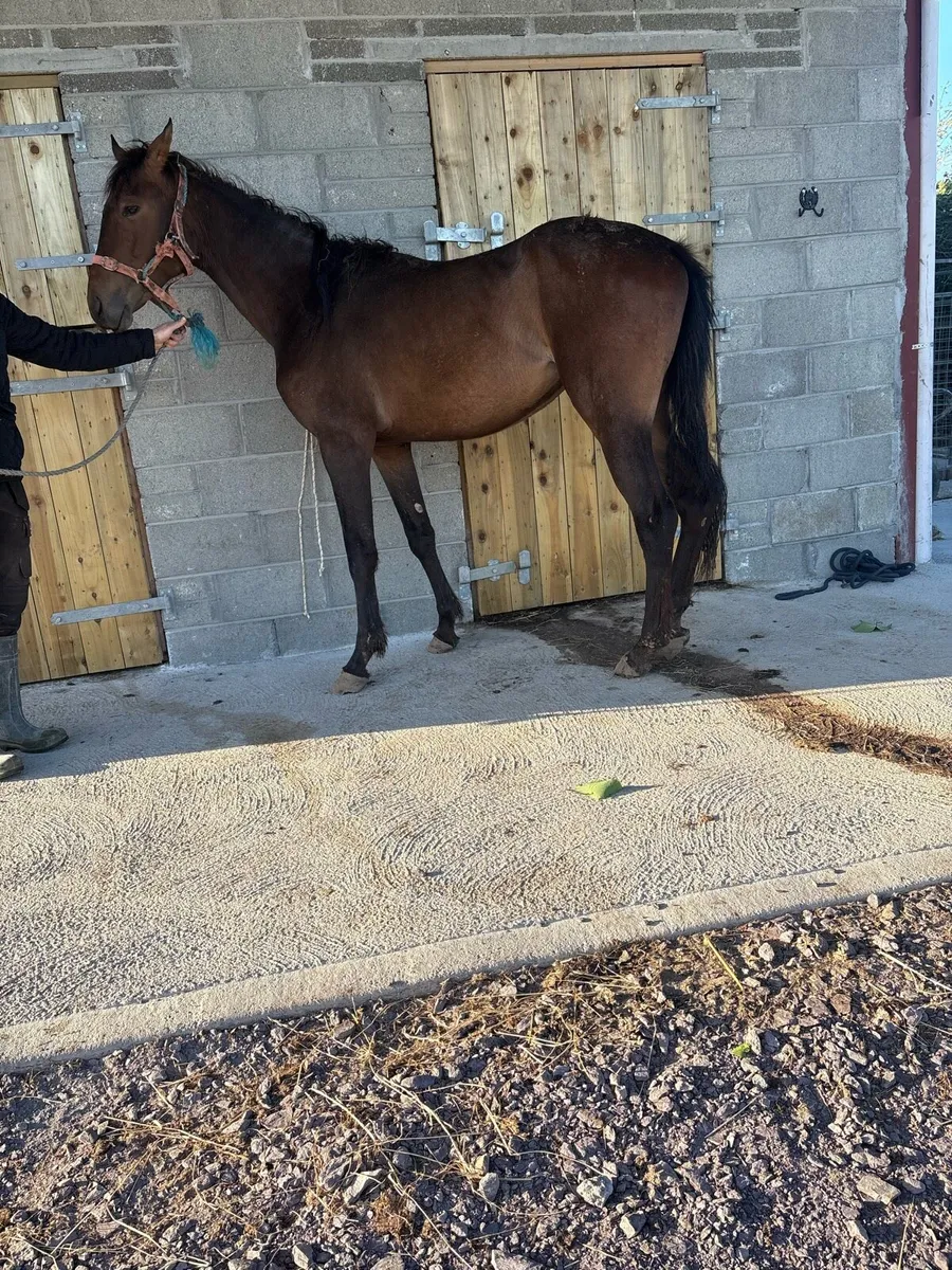 Event X TB 2 year old mare forsale - Image 3