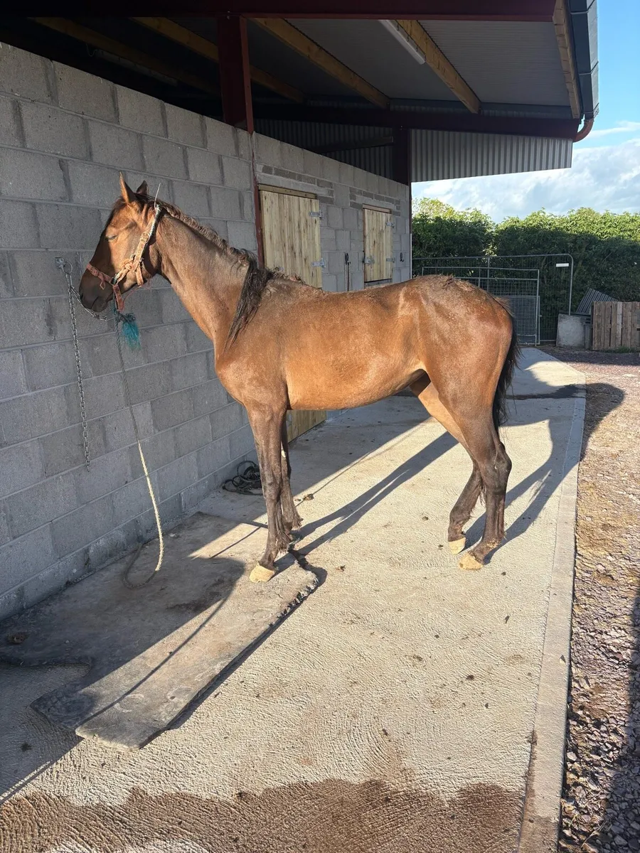 Event X TB 2 year old mare forsale - Image 4