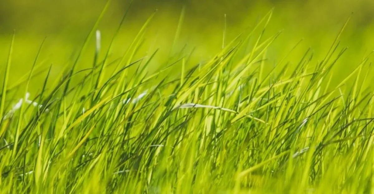 Grass wanted