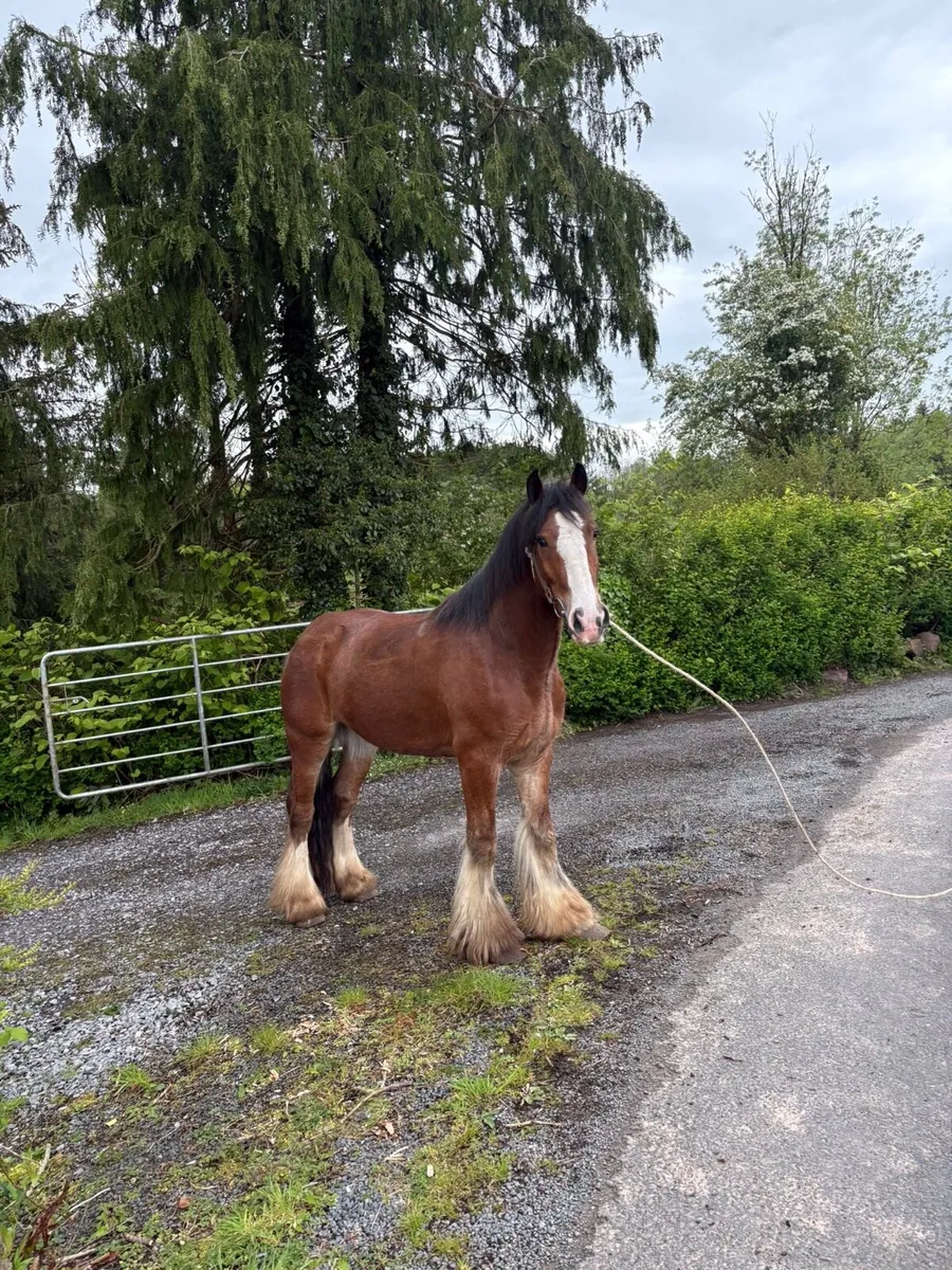 Horses - Image 1