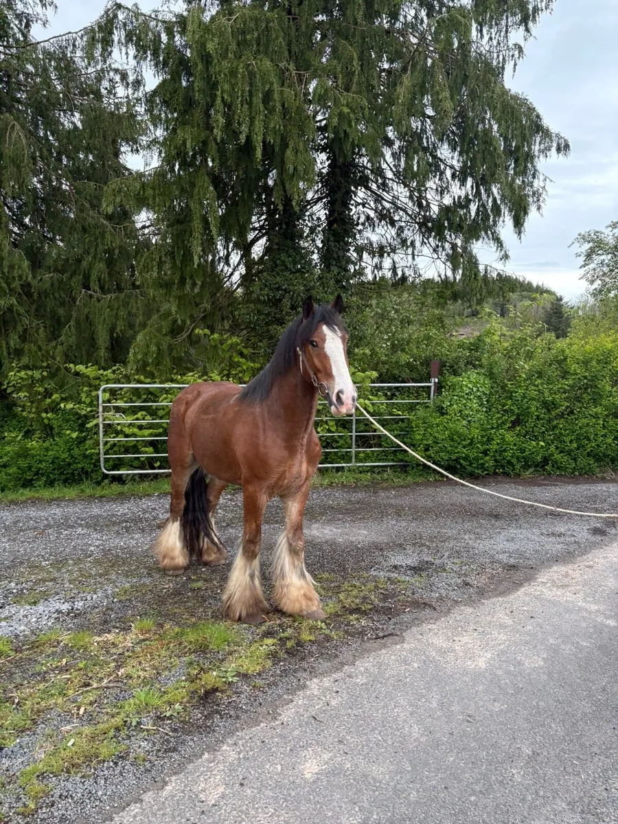 Horses - Image 2