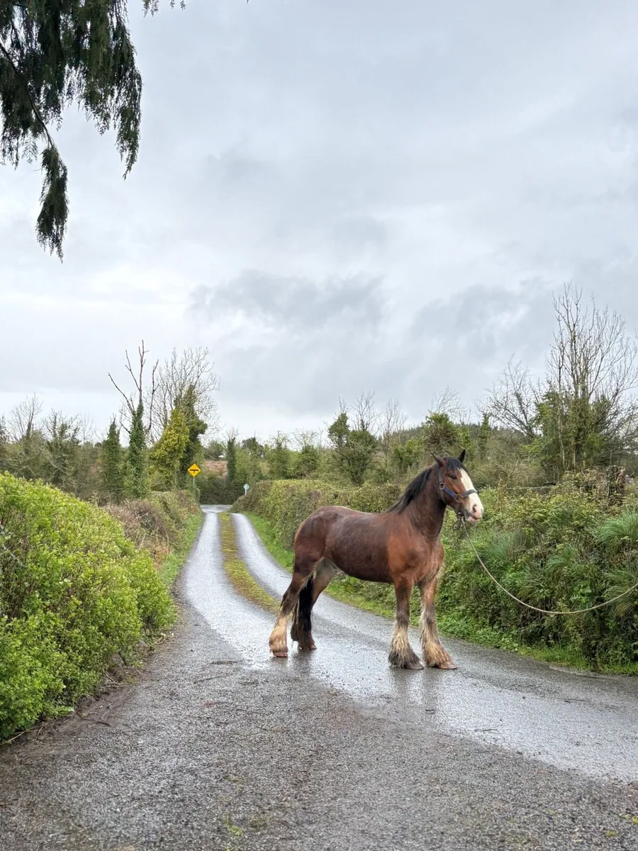 Horses - Image 3