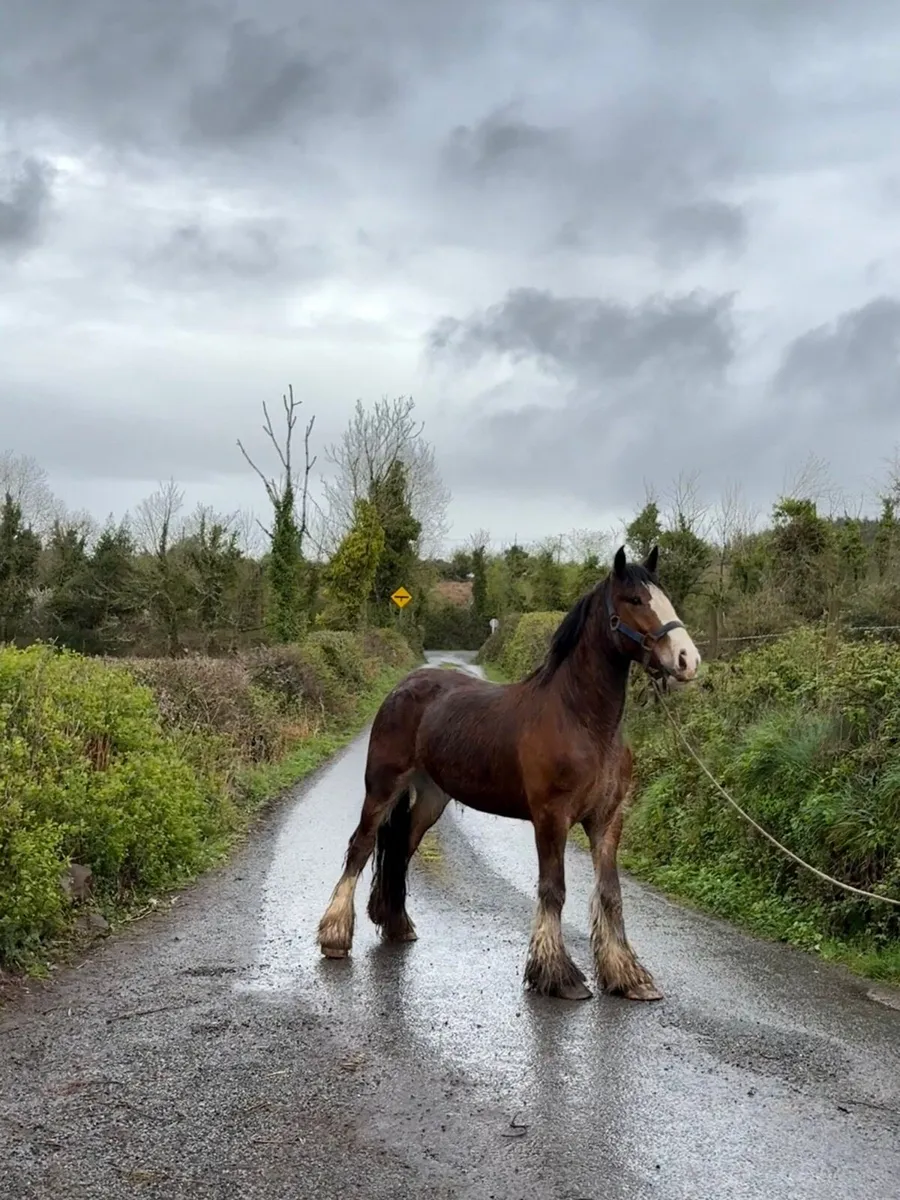 Horses - Image 4