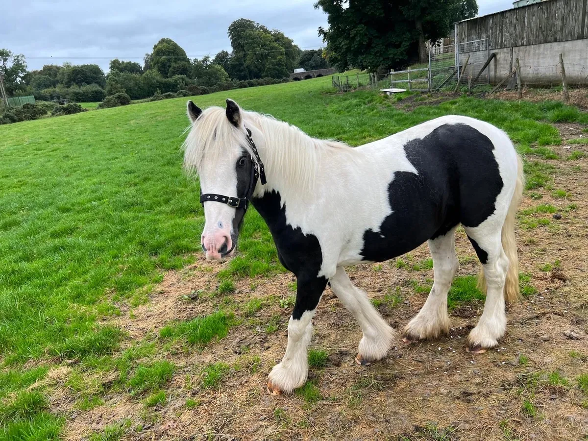 Pony - Image 2
