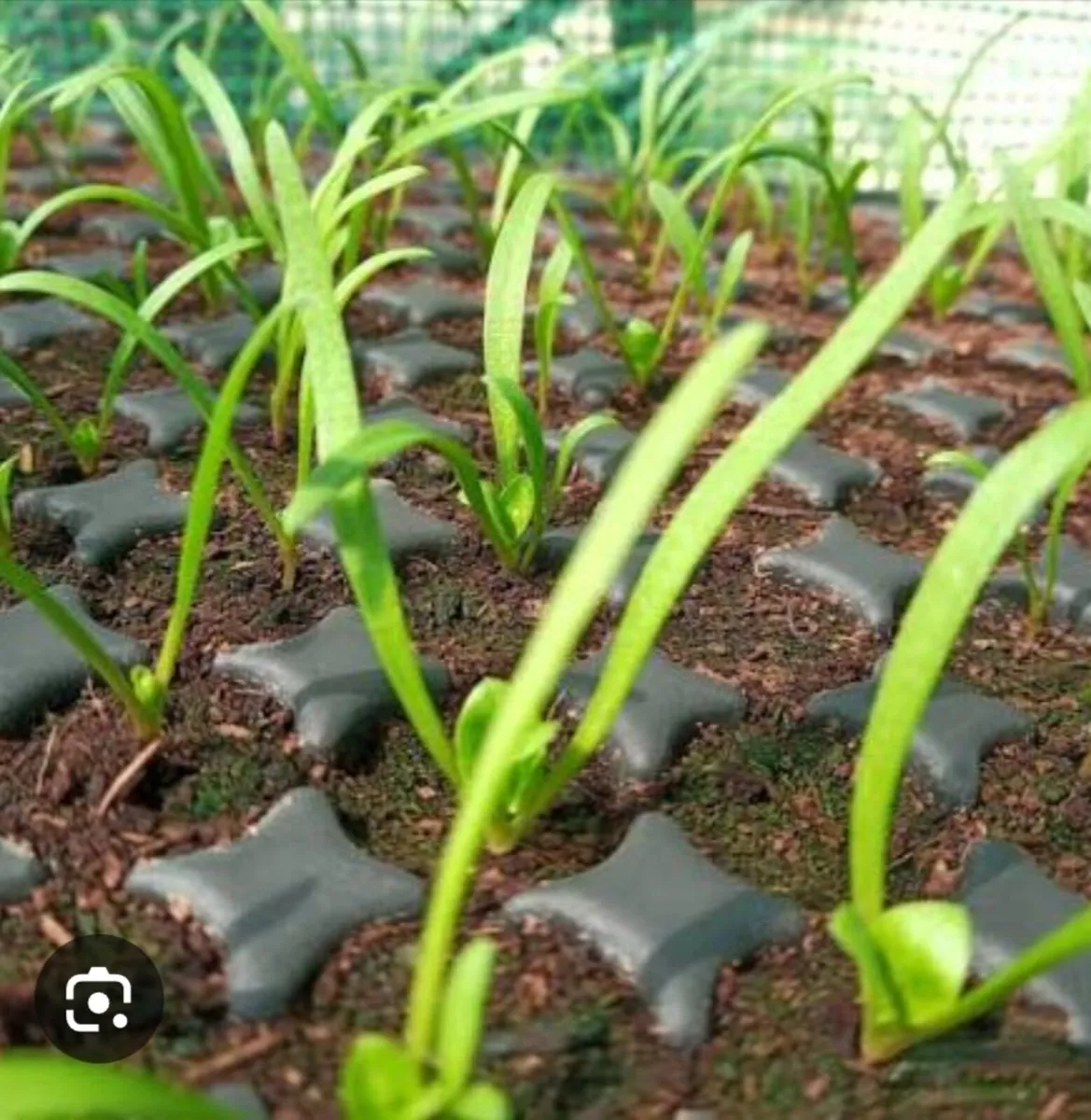 Baby Spinach Starters Seedlings - Image 1