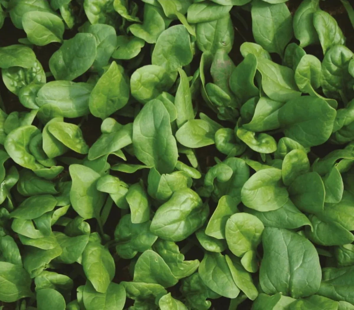 Baby Spinach Starters Seedlings - Image 3