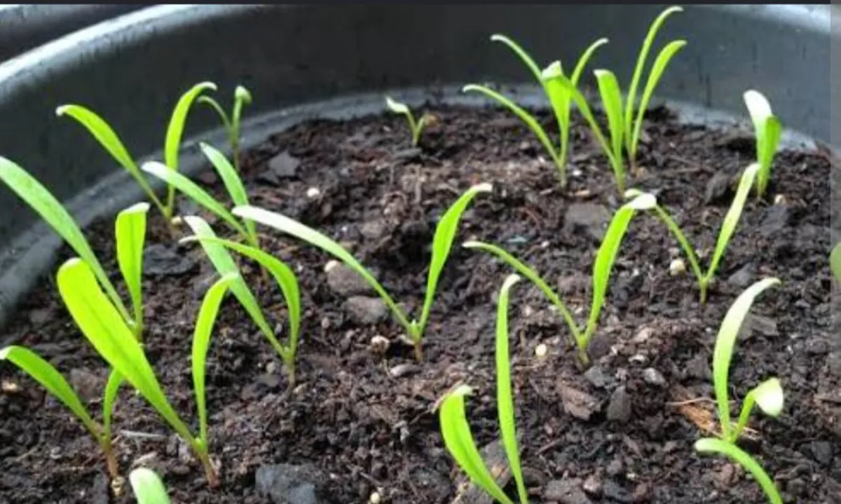 Baby Spinach Starters Seedlings - Image 3