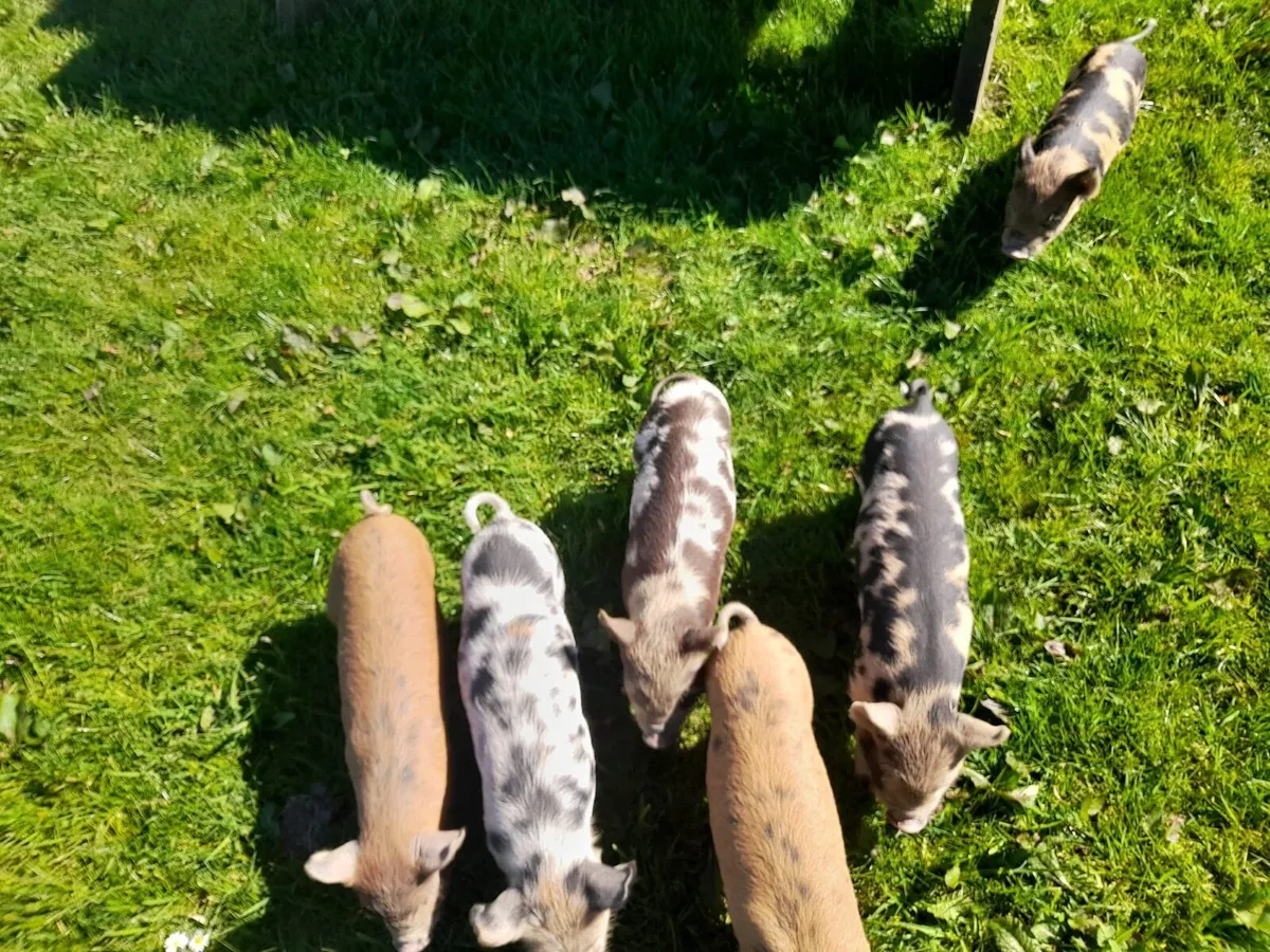 Kune kune piglets - Image 2