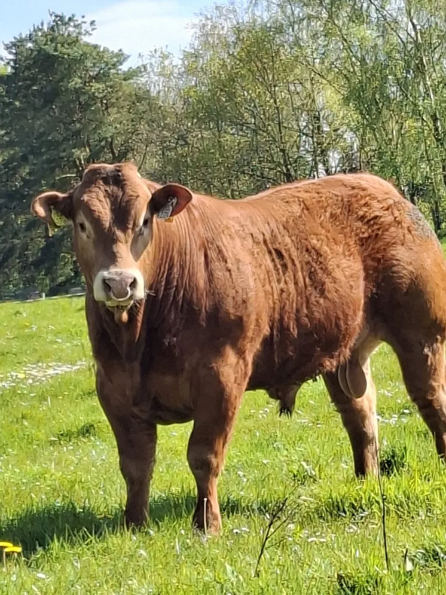 5 star Limousin Bull - Image 1