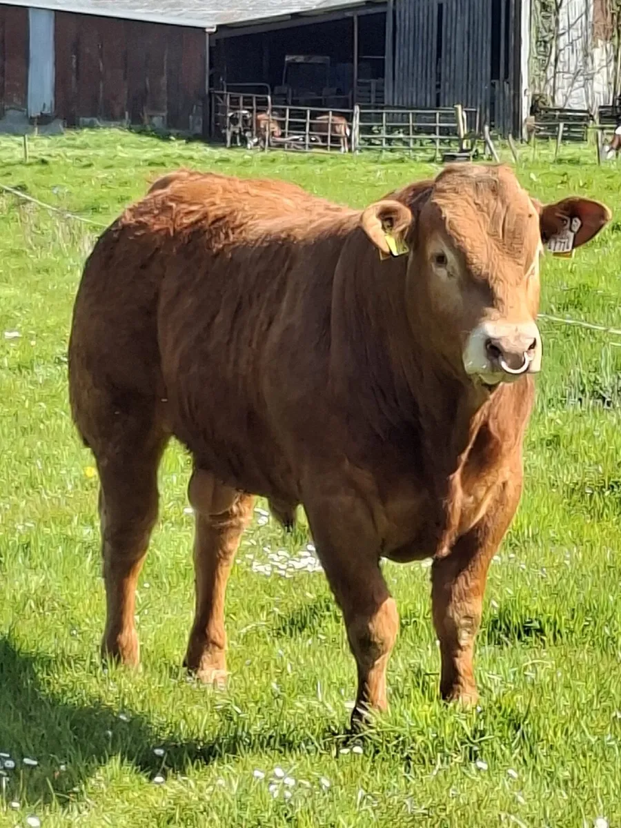 5 star Limousin Bull - Image 2