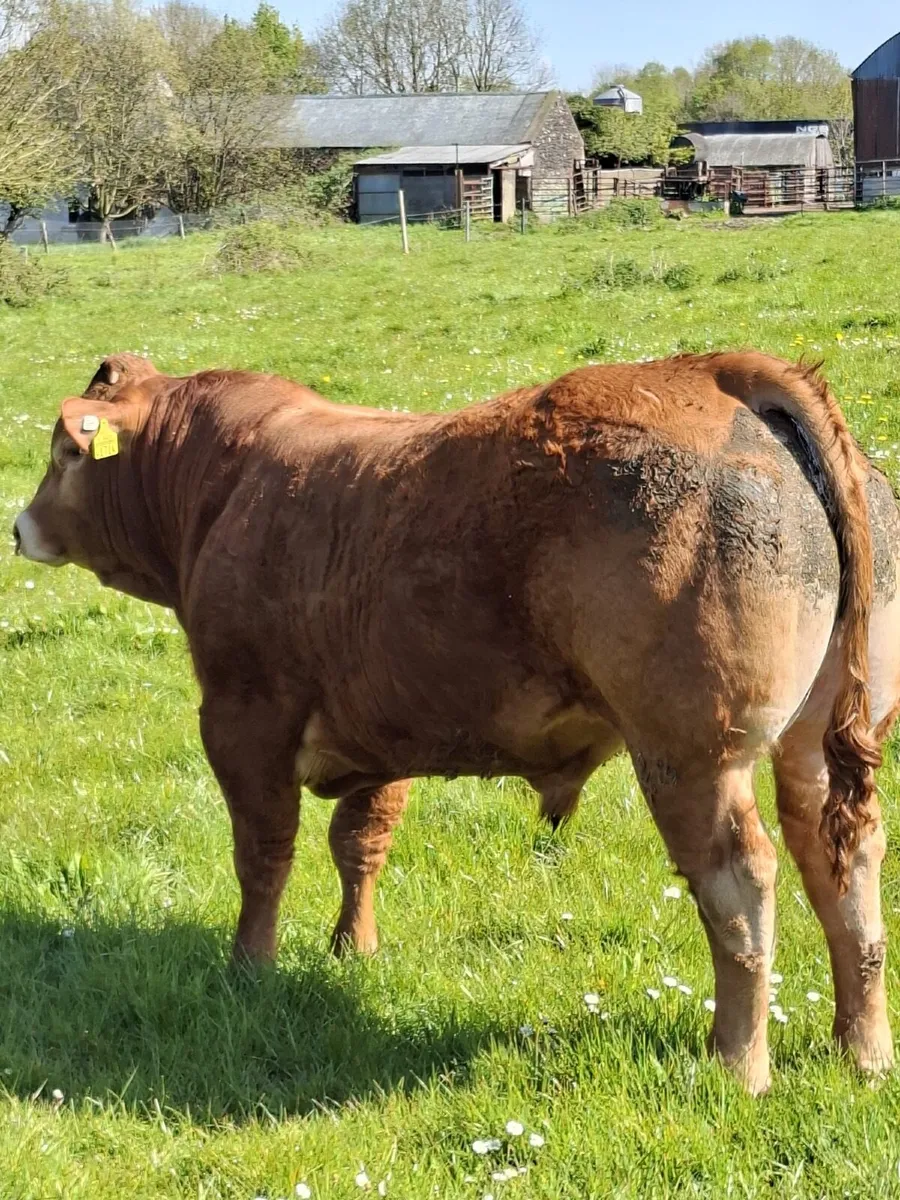 5 star Limousin Bull - Image 3