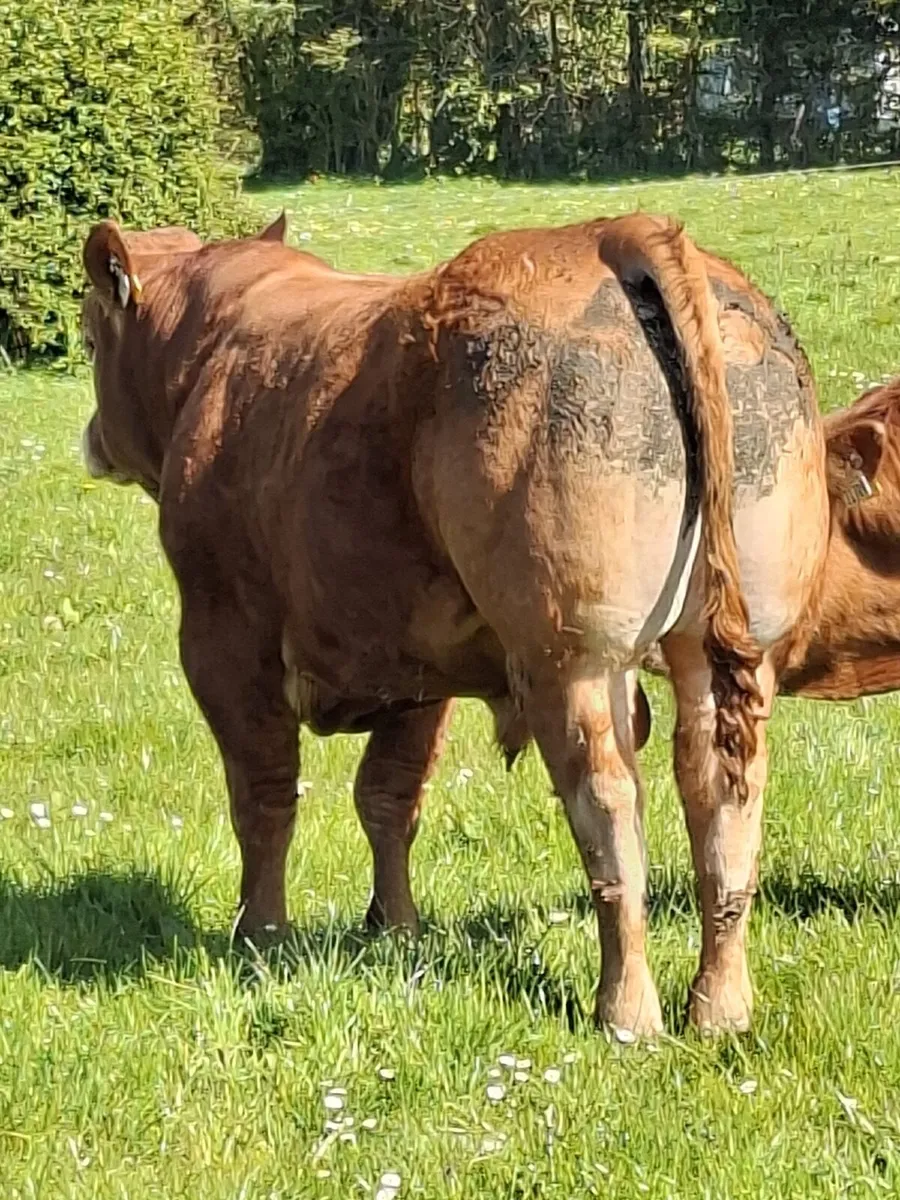 5 star Limousin Bull - Image 4