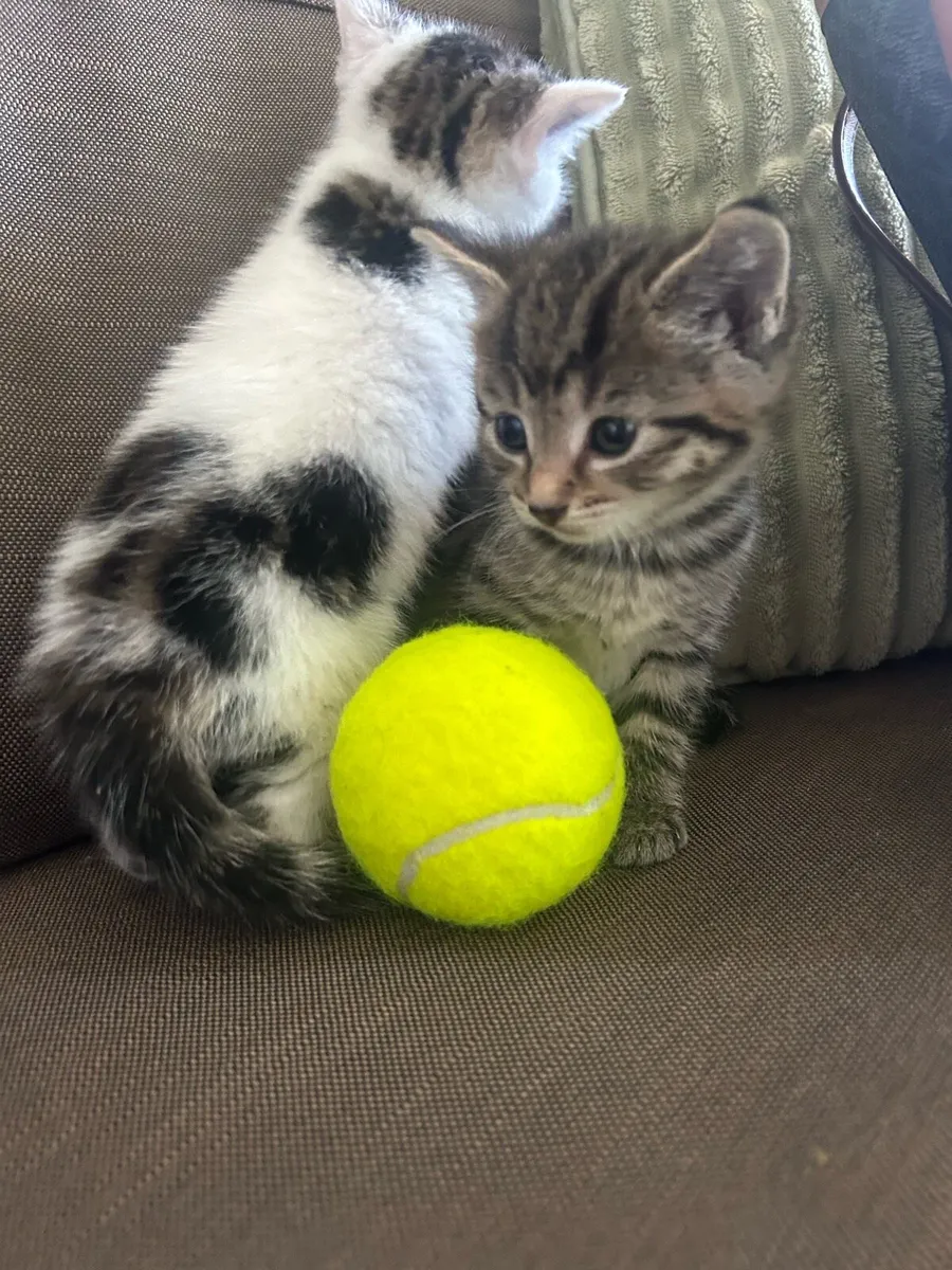 2 Beautiful Kittens - Image 2