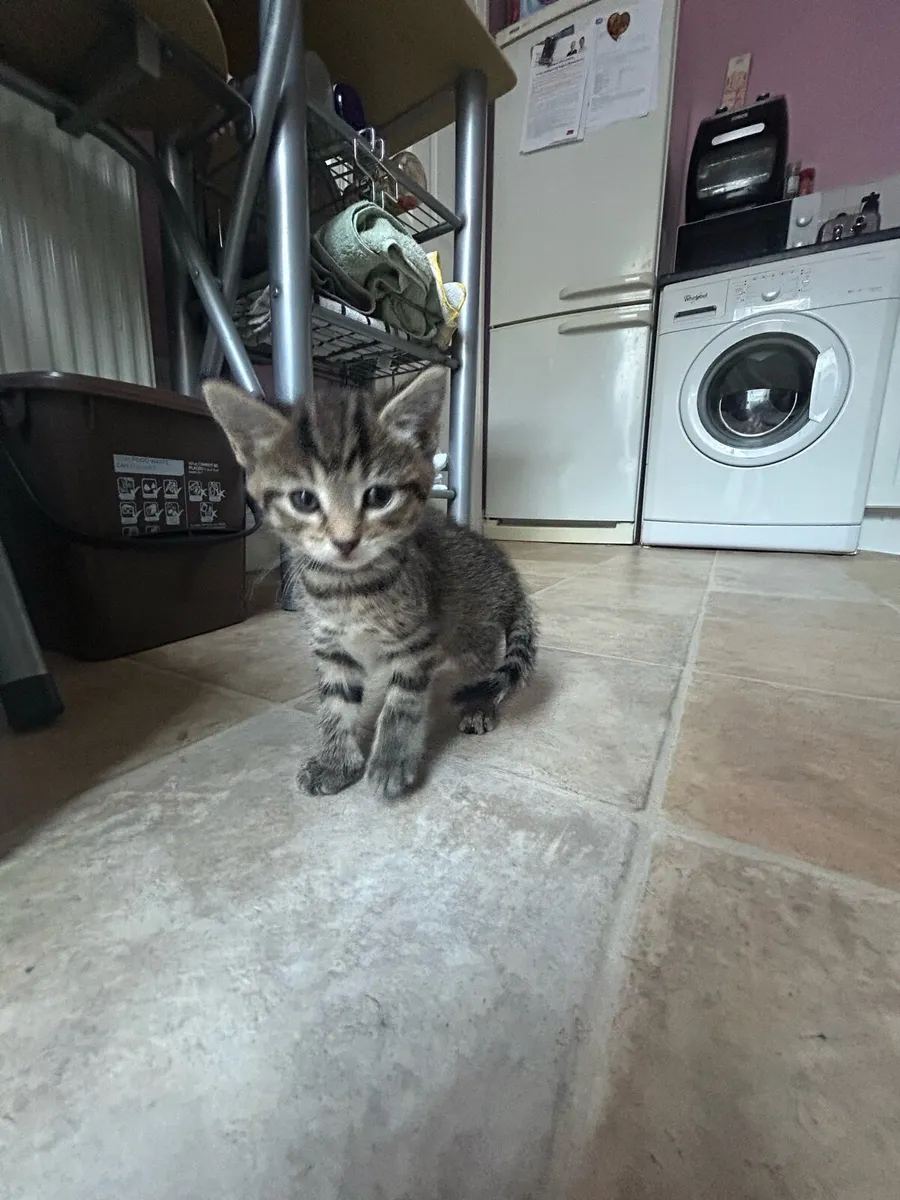 2 Beautiful Kittens - Image 3
