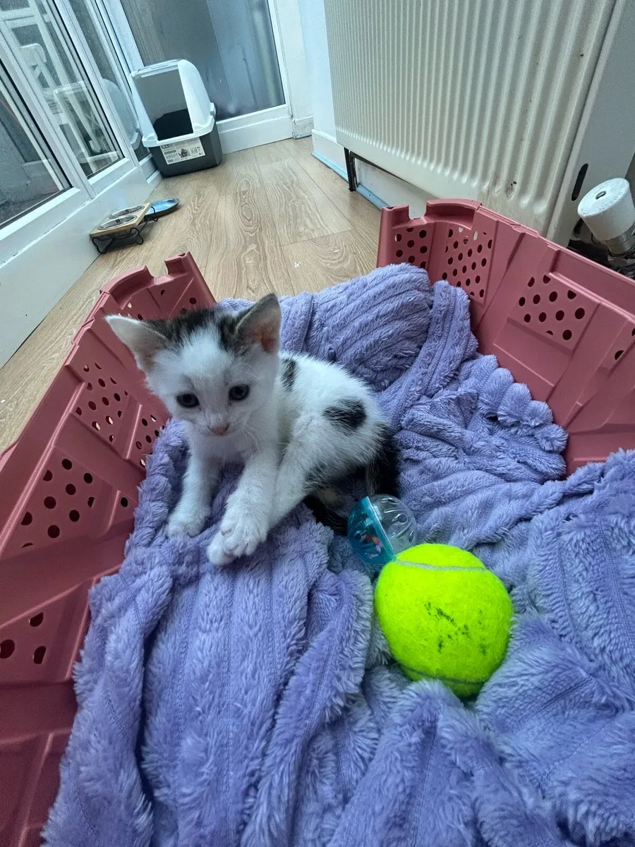 2 Beautiful Kittens - Image 4