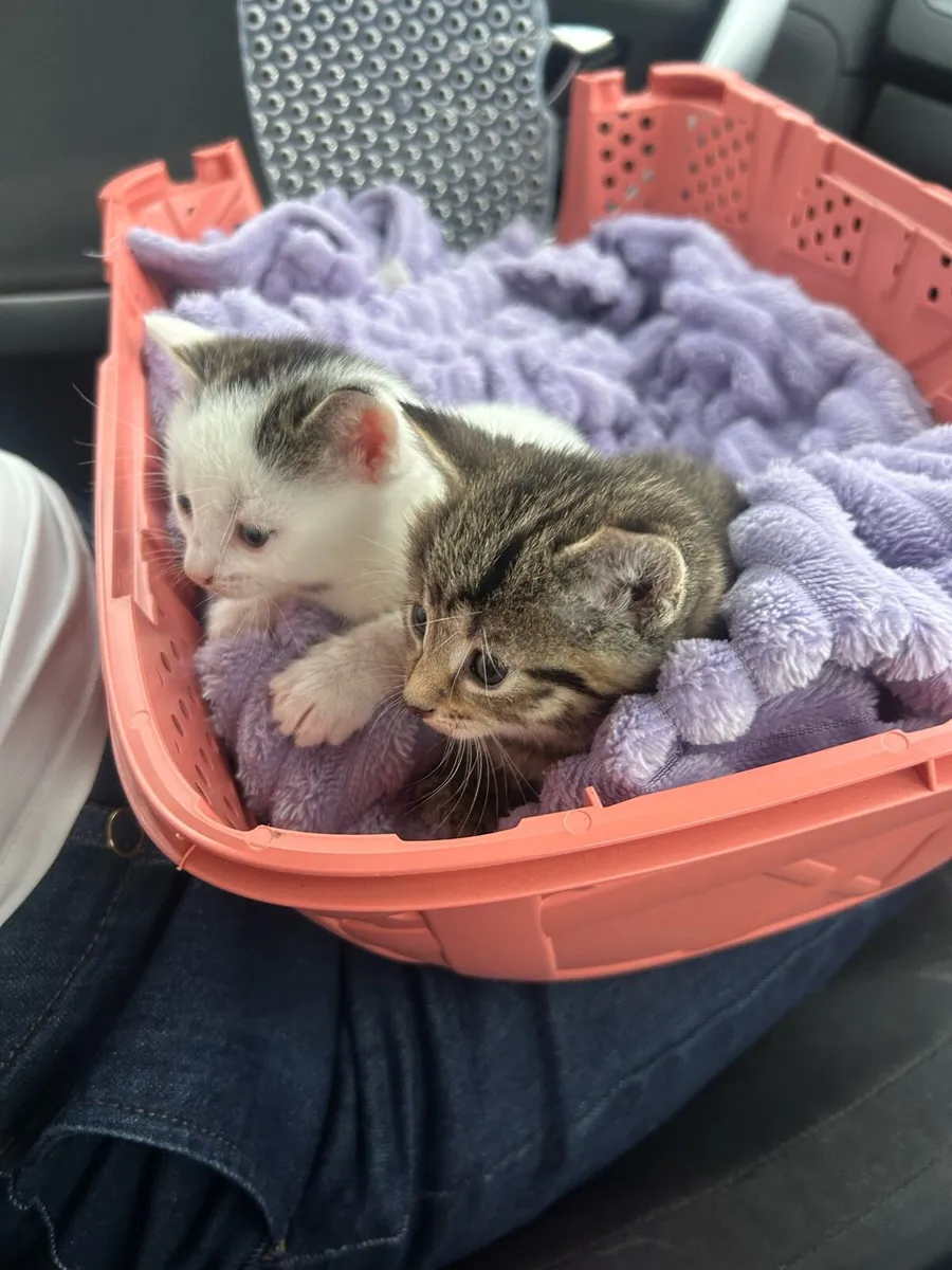 2 Beautiful Kittens - Image 1