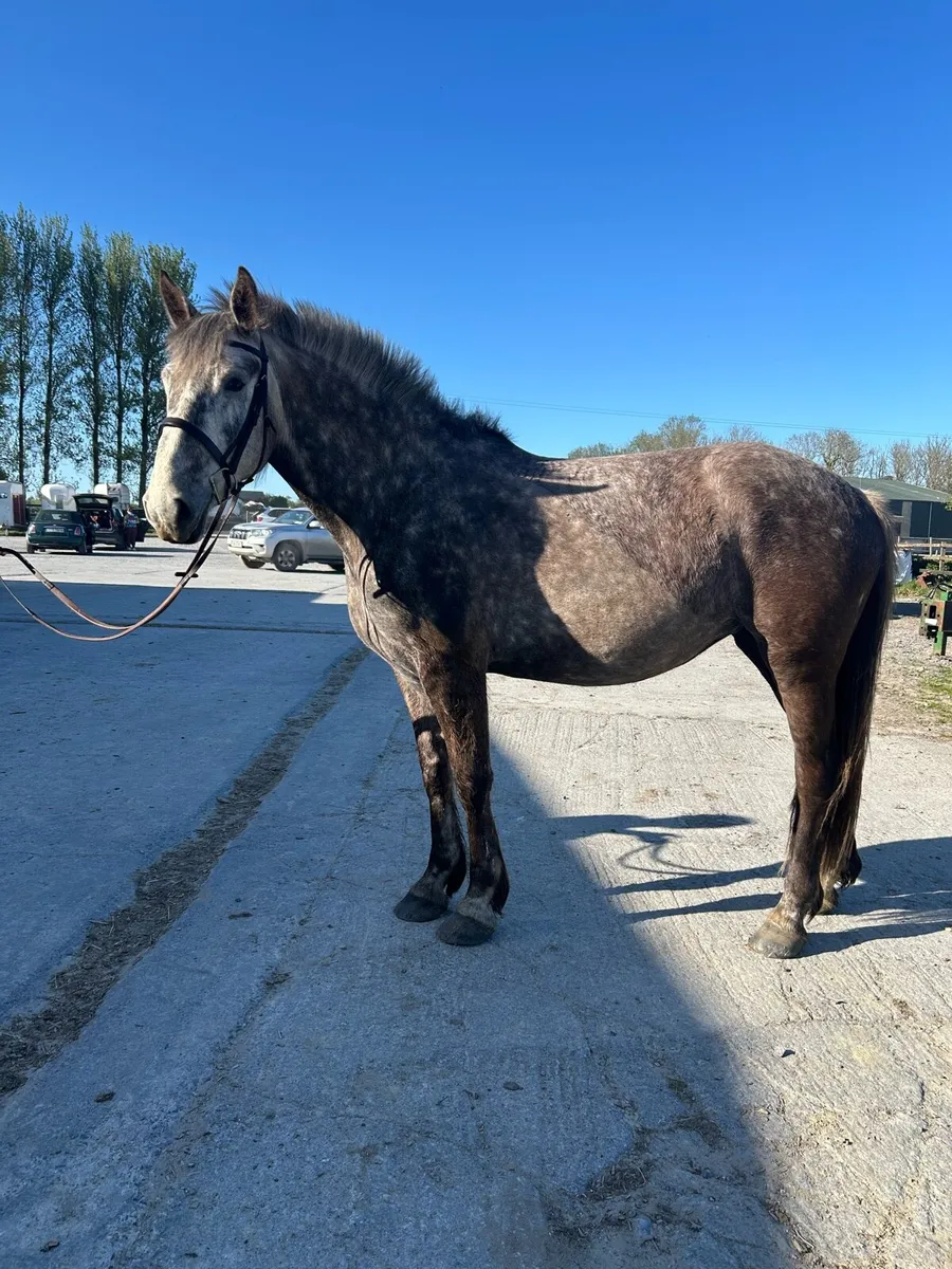 16.2hh full Irish draught - Image 1