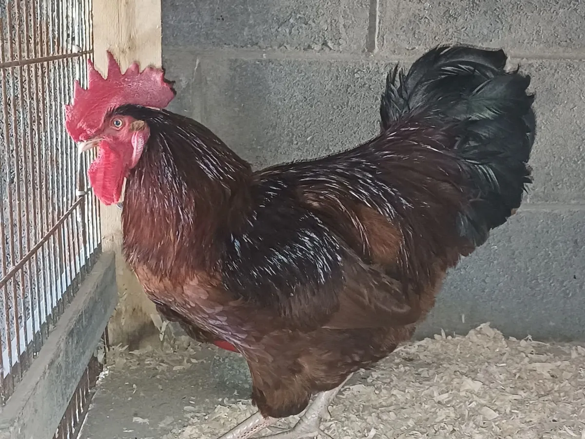 Rooster for sale - Image 1