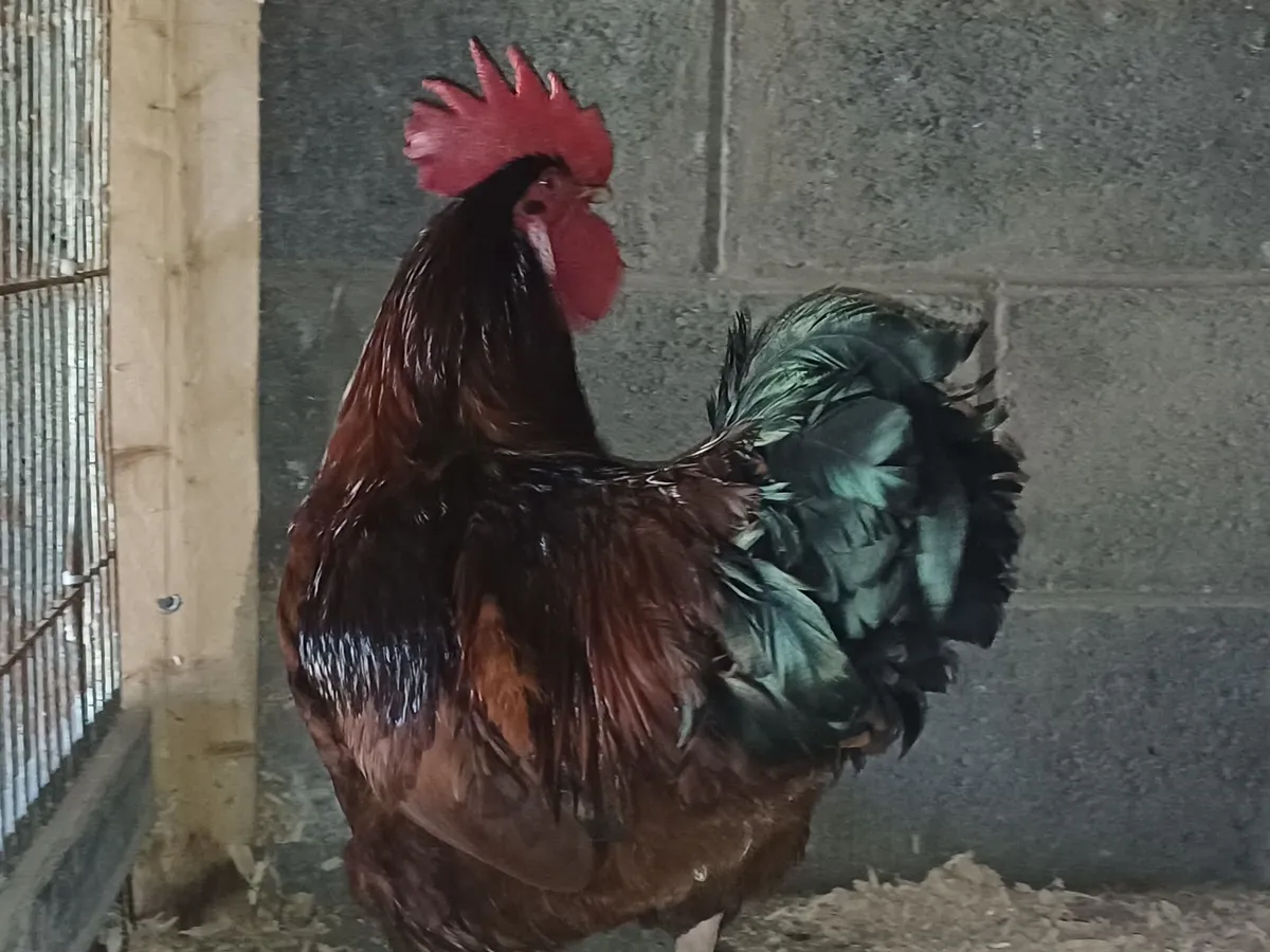Rooster for sale - Image 2