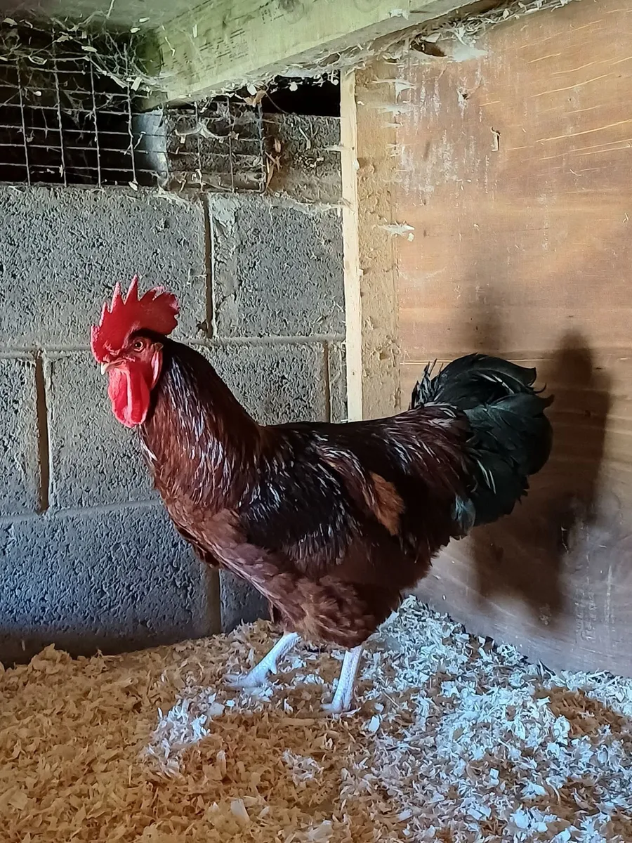 Rooster for sale - Image 3
