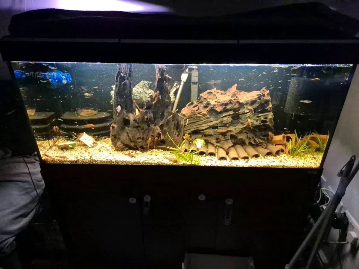Fluval 240L aquarium - Image 4