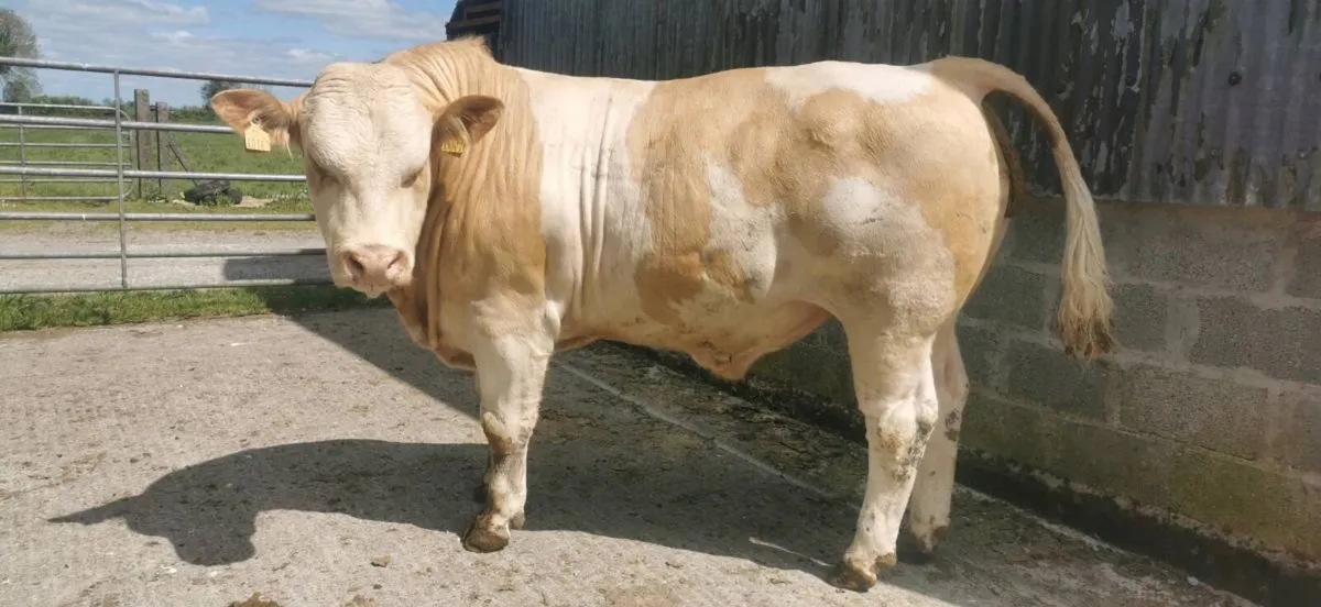 Simmental bulls - Image 1