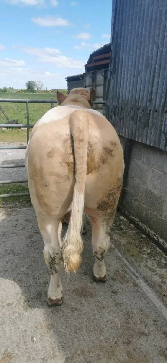 Simmental bulls - Image 2